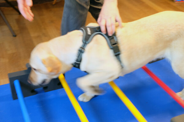 Labrador Cavaletti Bewegungstraining Hundephysiotherapie Heidelberg