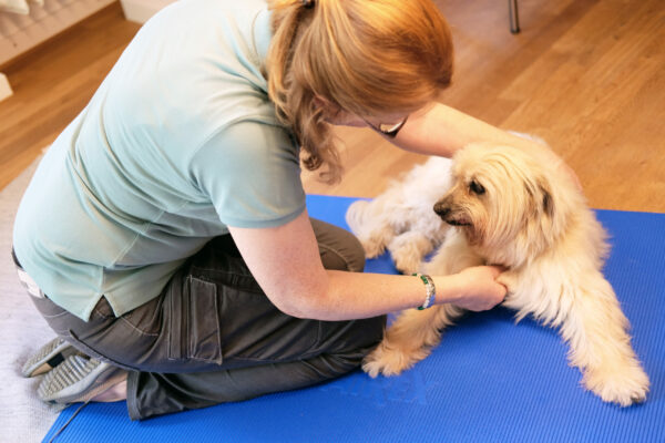 Massage Hunde weiss Hundephysiotherapie Heidelberg