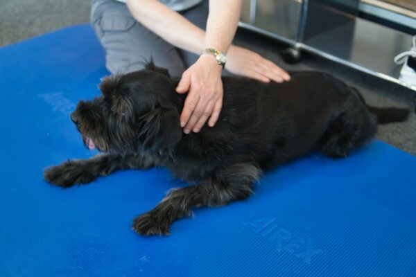 Massage Schnauzer Hundephysiotherapie Heidelberg