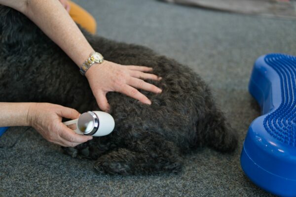 Puli Ultraschall medizinisch Hundephysiotherapie Heidelberg