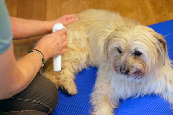 Schallwellen Vibrationstherapie Heidelberg weisser Hund