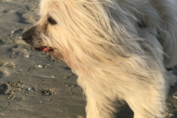 Wind Sand weisser Hund Hundephysiotherapie Heidelberg